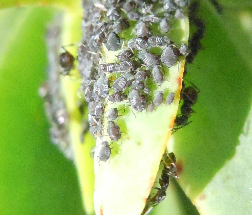 Aphis fabae su Carpobrotus edulis